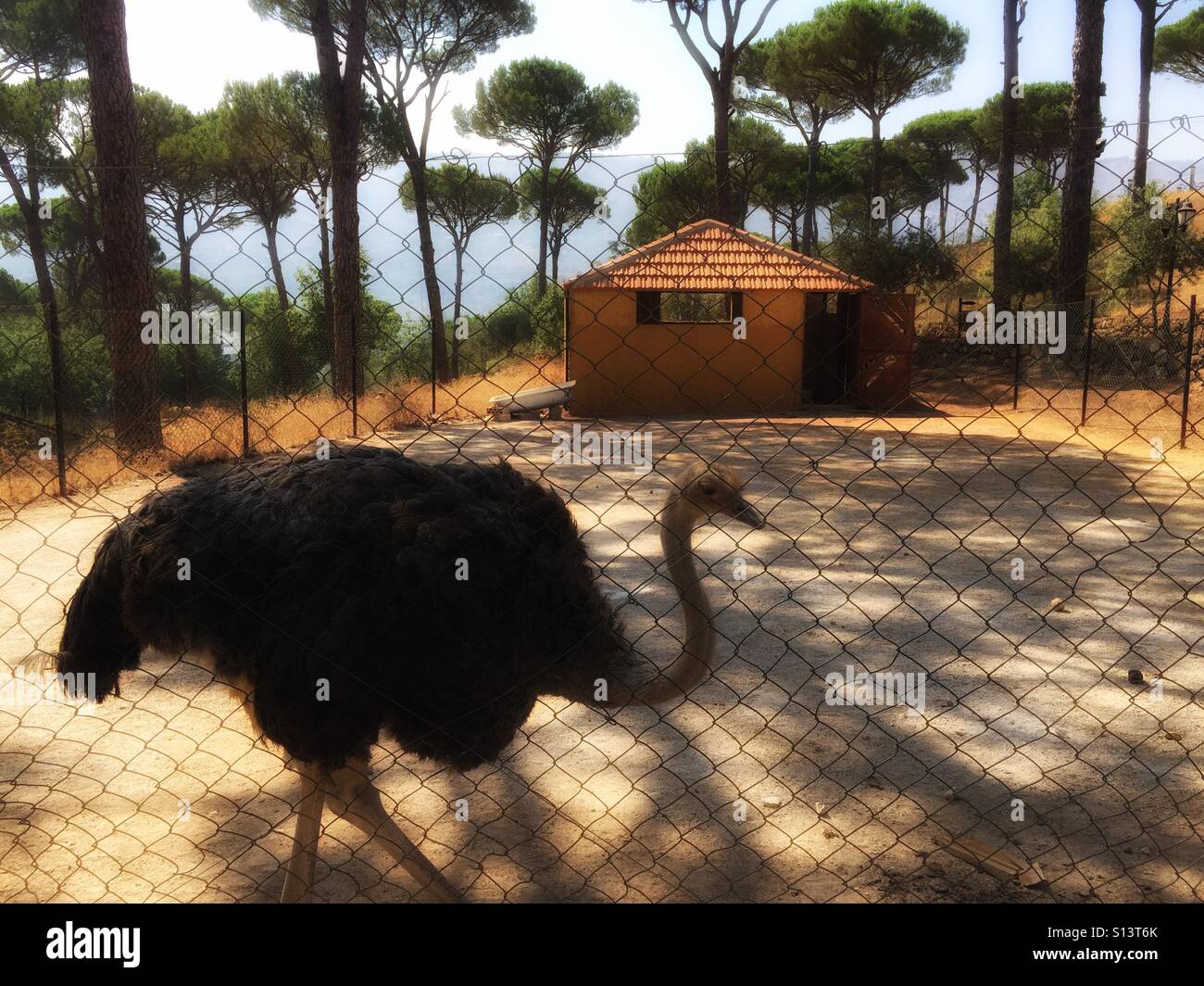 Ostrich in the ranch - Smartphone Captured Stock Image