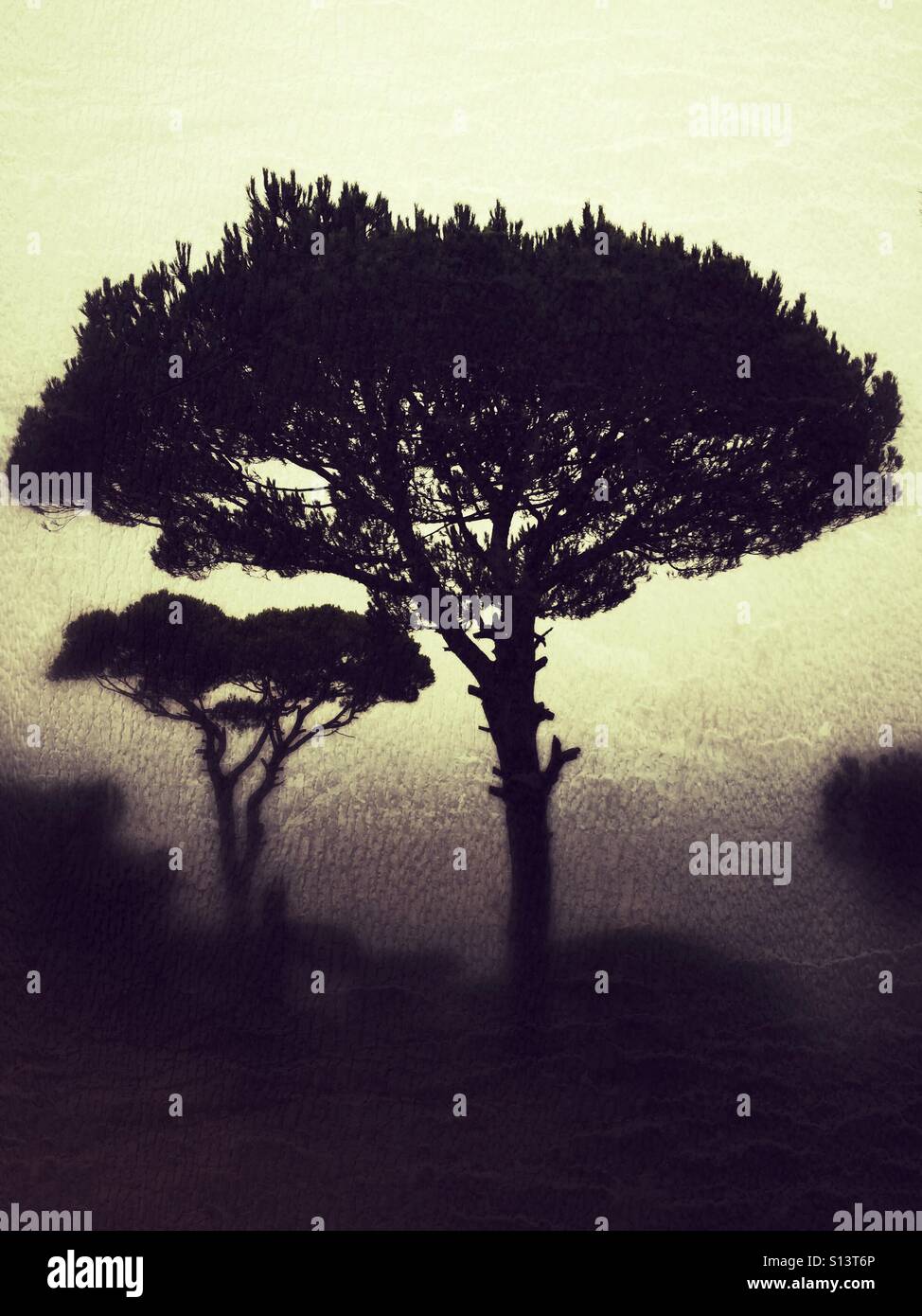 Pine tree silhouette facing the sky Stock Photo - Alamy