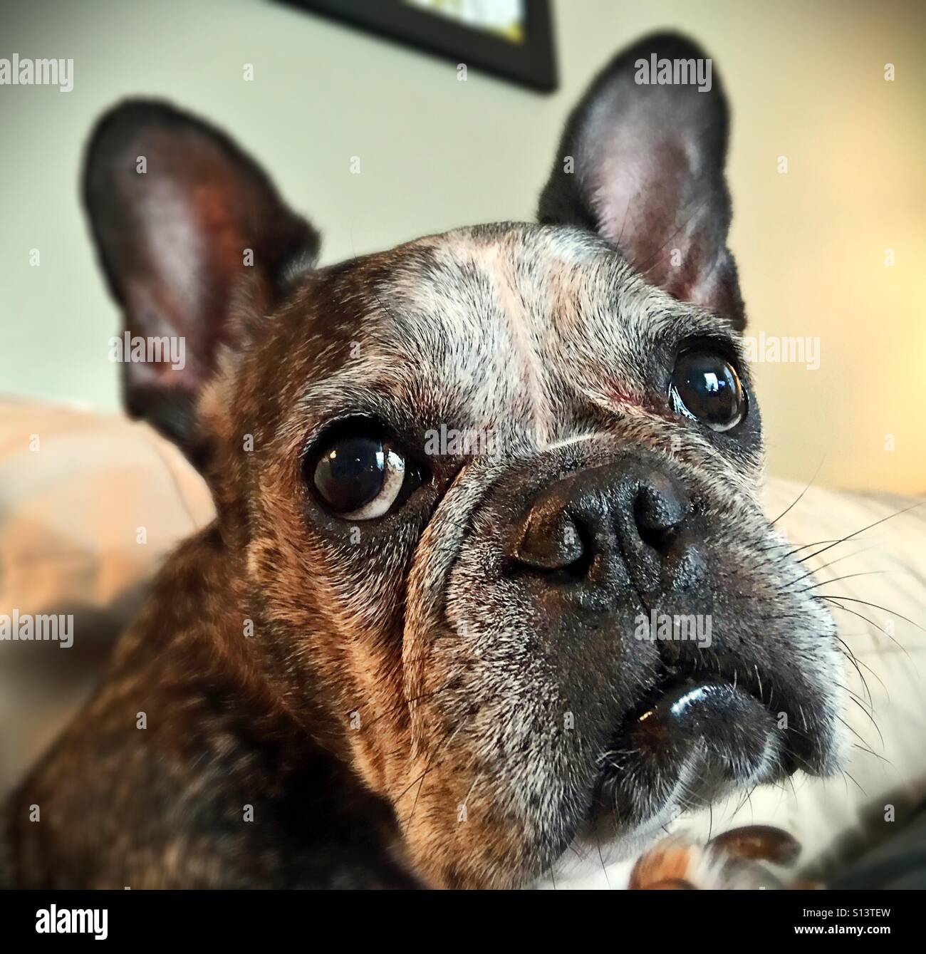 Senior french sale bulldog