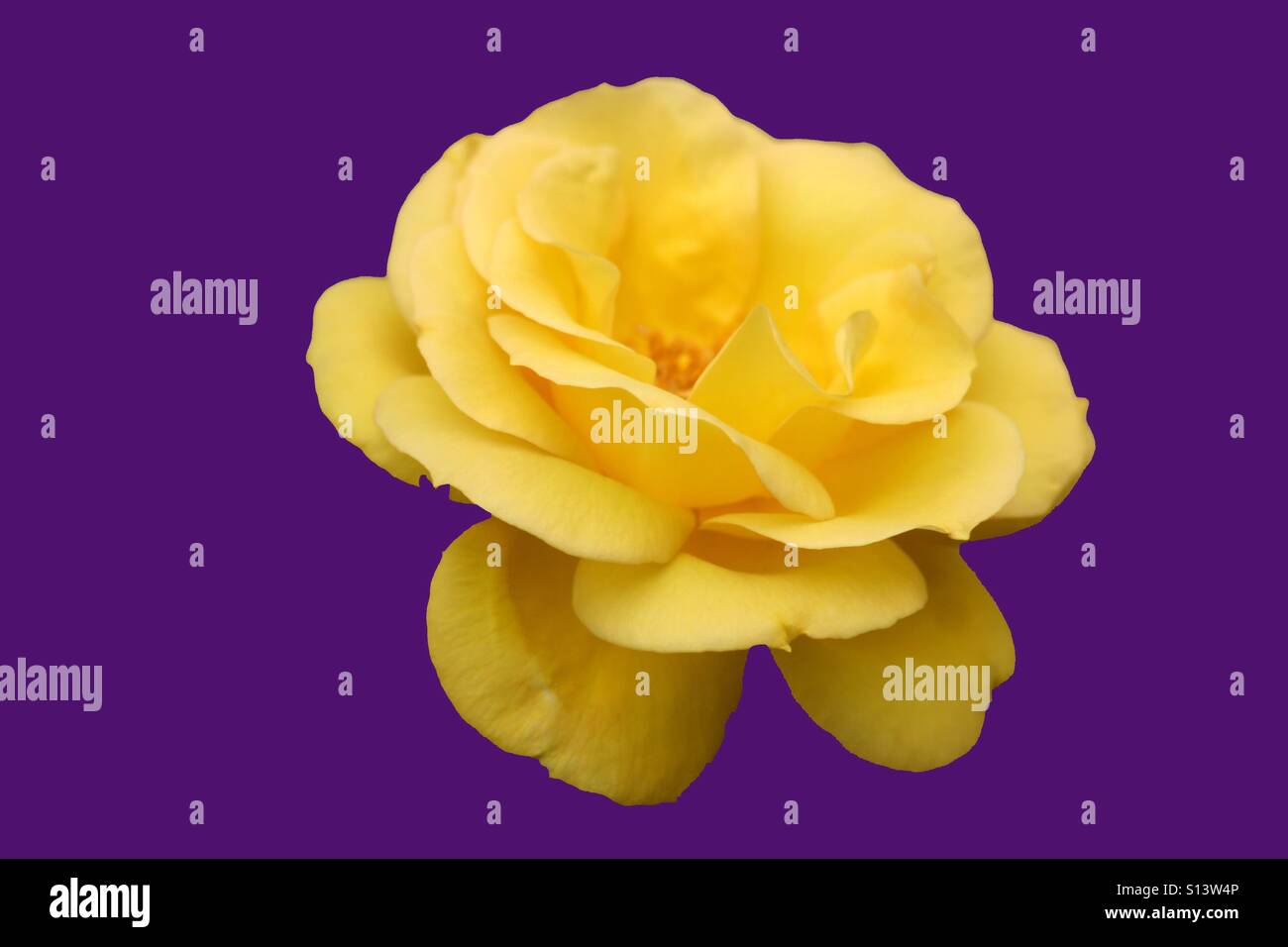 Yellow and purple rose hi-res stock photography and images - Alamy