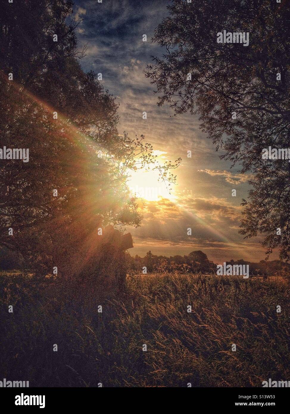 Looking through trees to sunrise Stock Photo Alamy