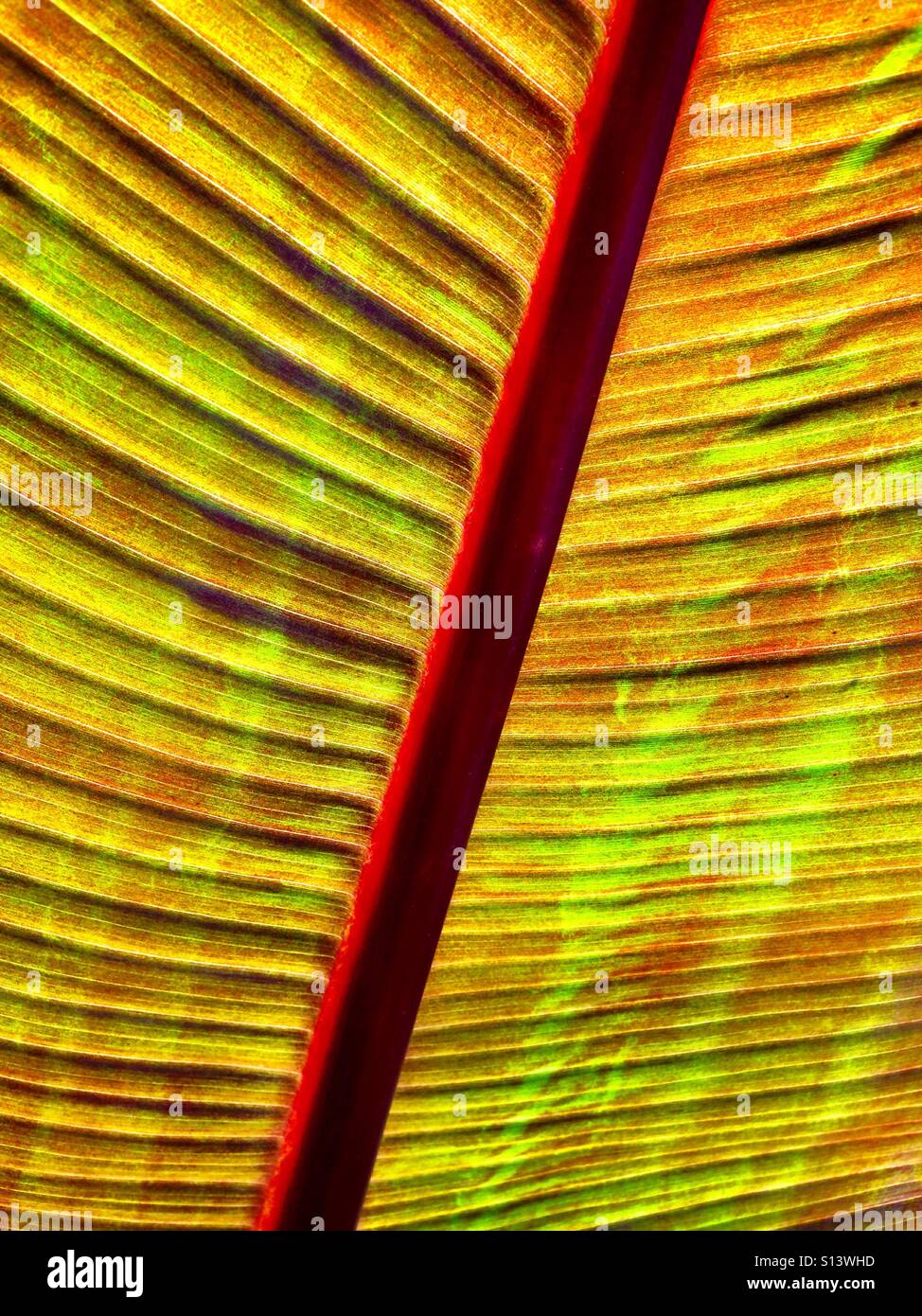 Backlit palm leaf - Smartphone Captured Stock Image