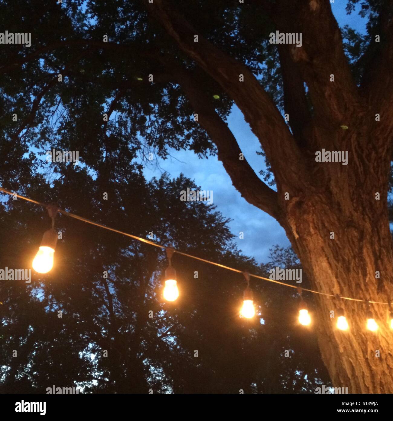 Decorative lights stand in front of a patio tree in sunset. Stock Photo