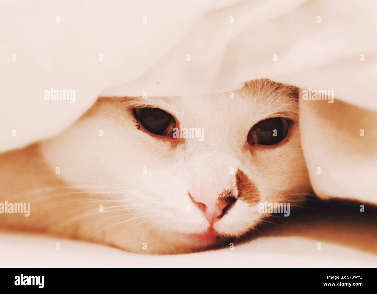A cat hiding in the blanket Stock Photo Alamy