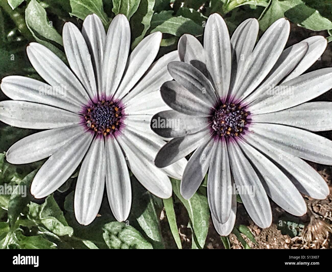 Osteospermum, also known as African Daisy - Smartphone Captured Stock Image