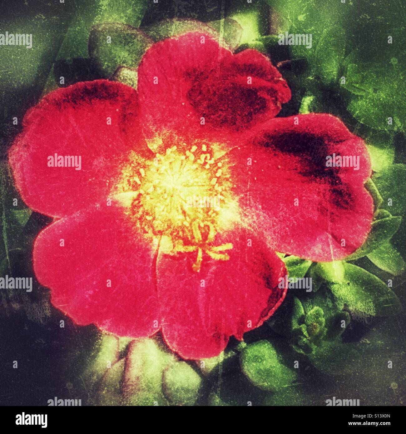 Portulaca flower, close up - Smartphone Captured Stock Image