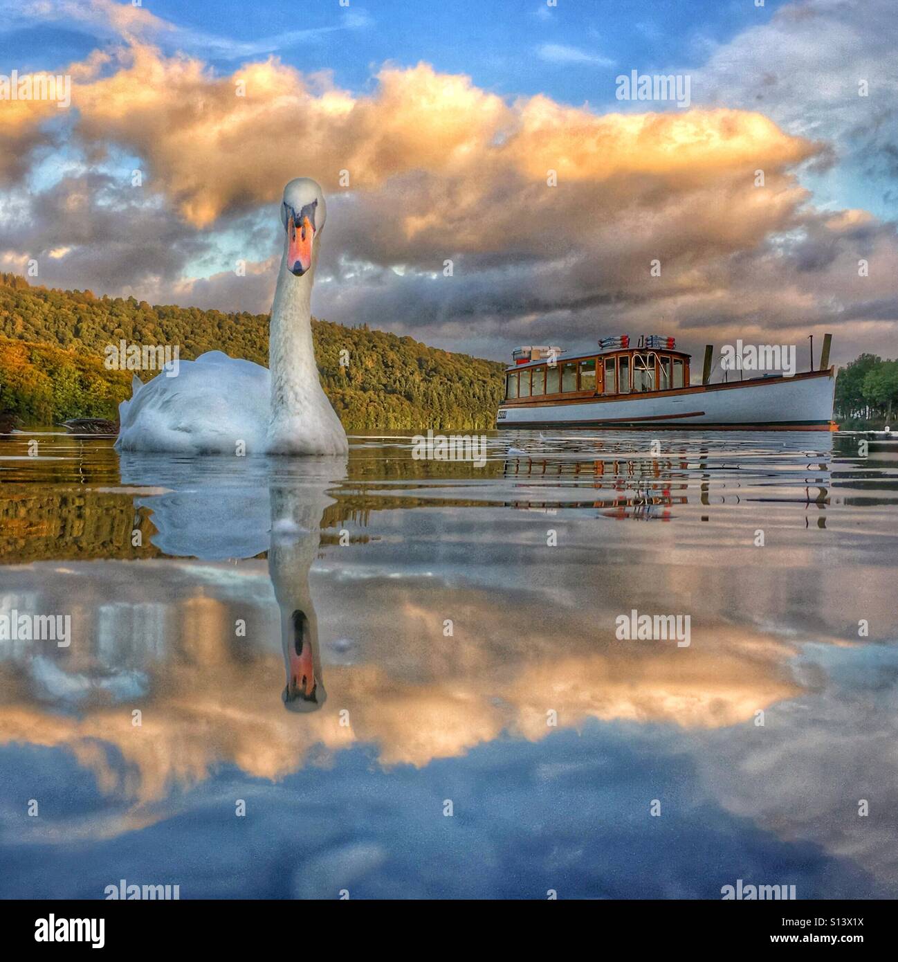 Swan on Lake Windermere with motor launch in background Stock Photo