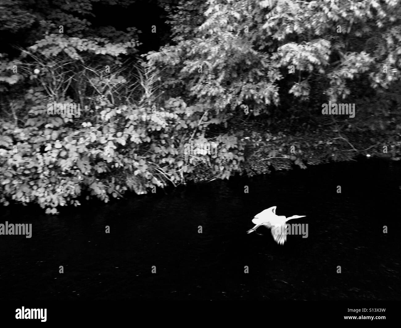 A heron flying along a river in Bushy Park, Dublin, Ireland. - Smartphone Captured Stock Image