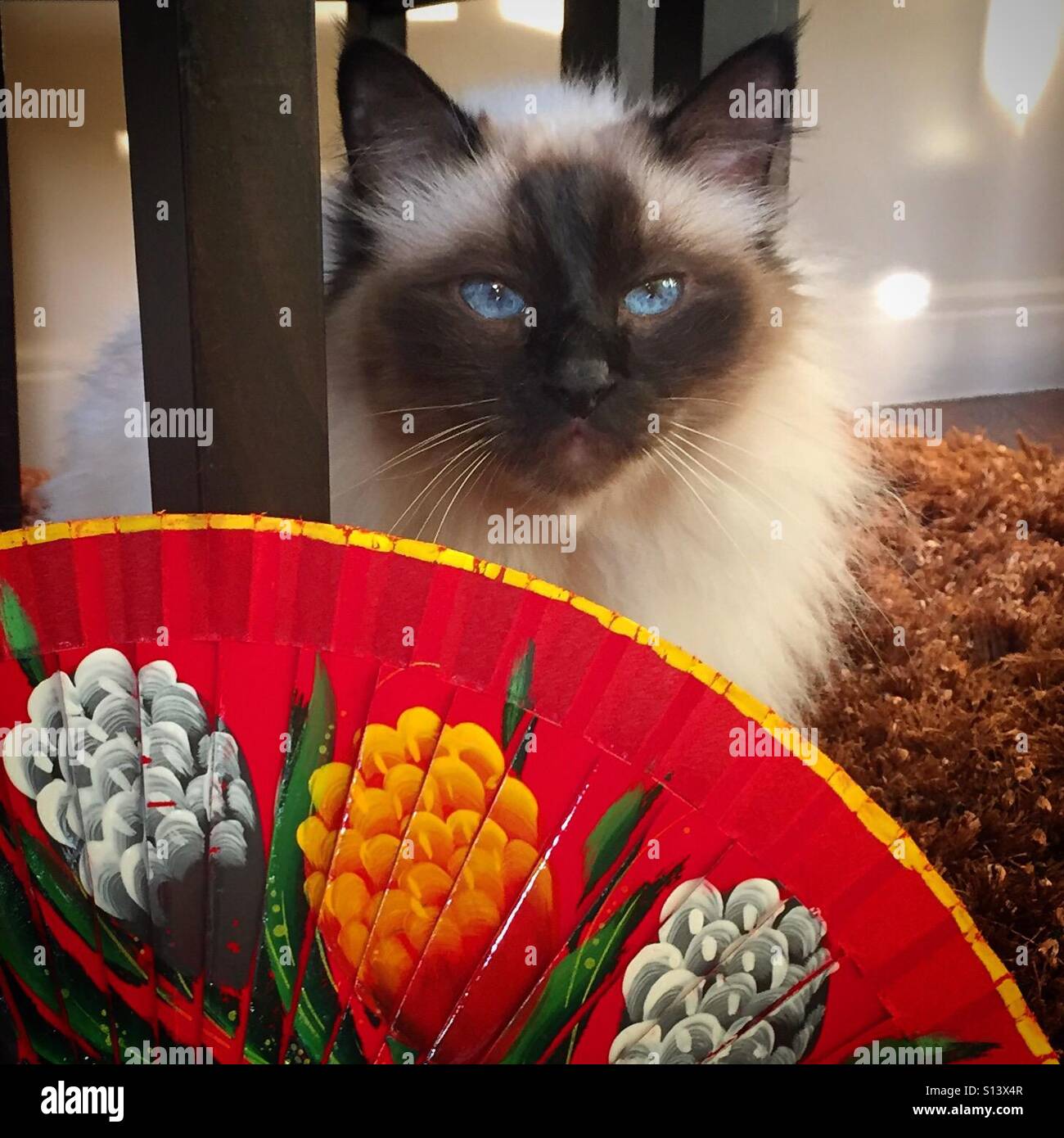 Birman cat with Spanish fan - Smartphone Captured Stock Image