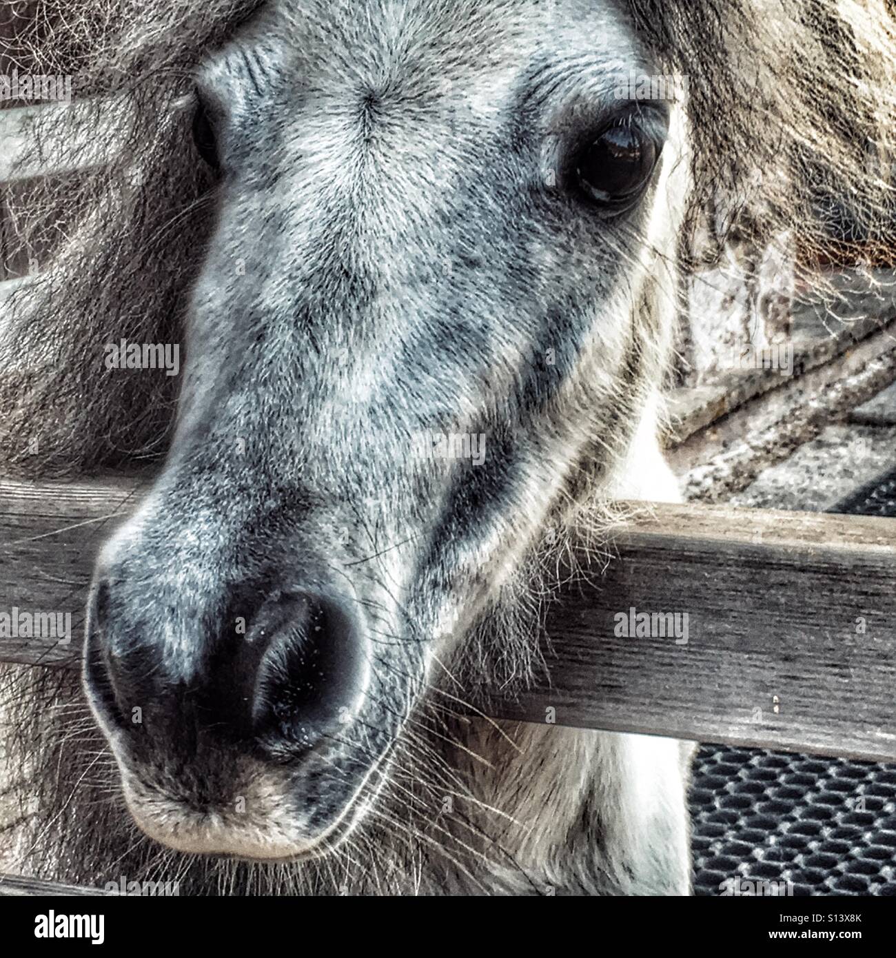 Falabella miniature horse, close up Stock Photo