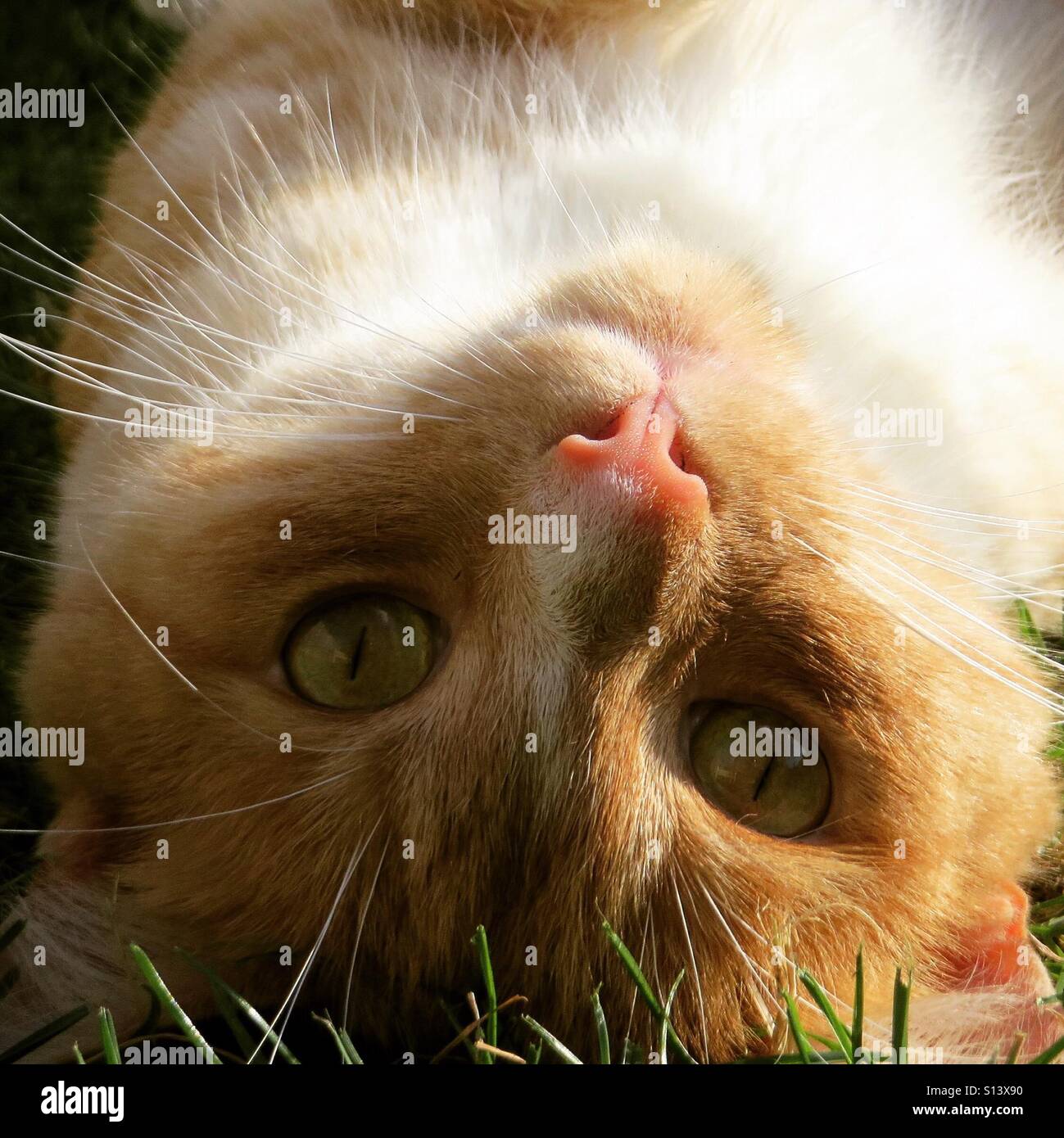 Portrait of a cat - Smartphone Captured Stock Image