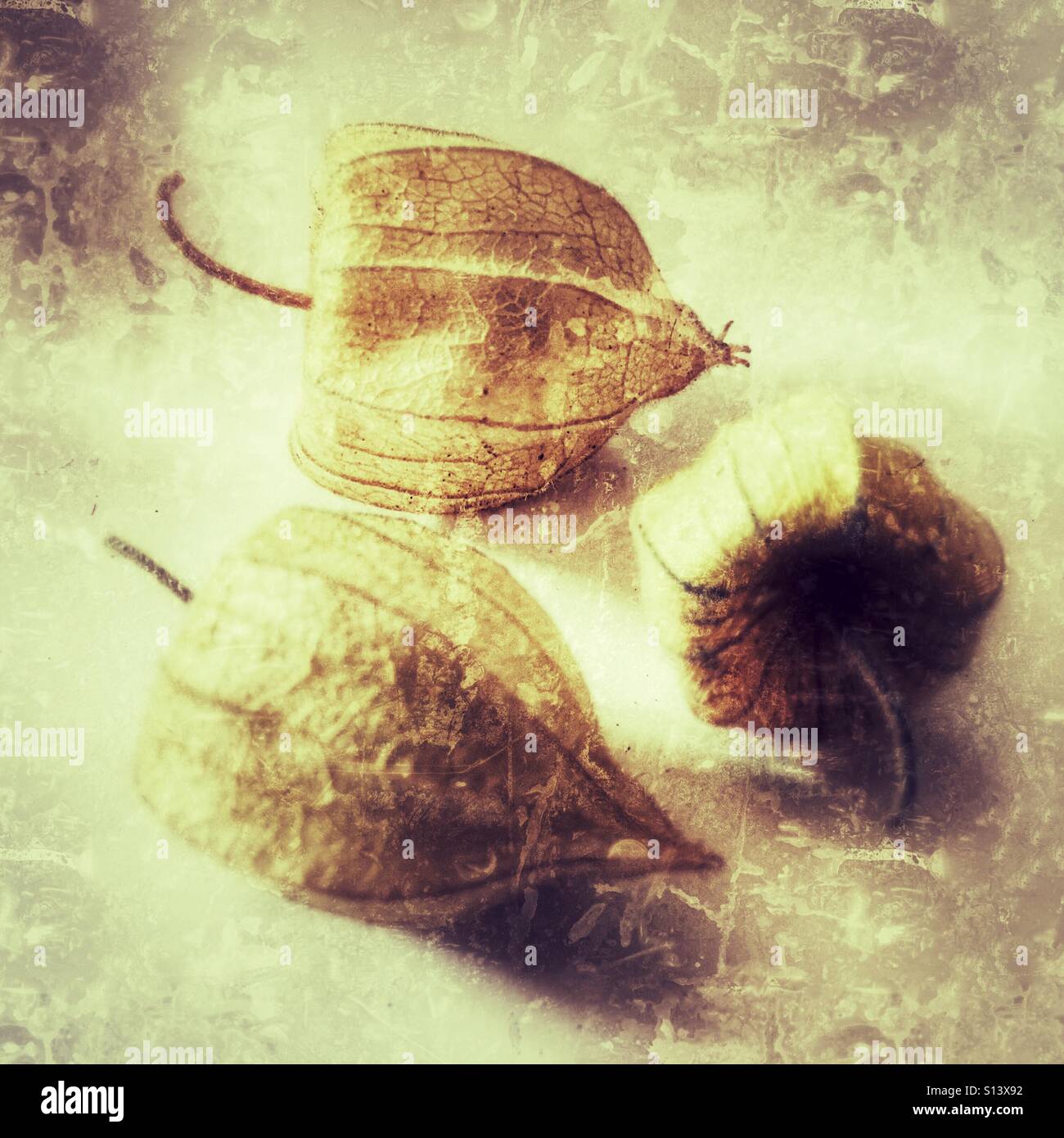 Cape gooseberries also called Chinese lanterns - Smartphone Captured Stock Image