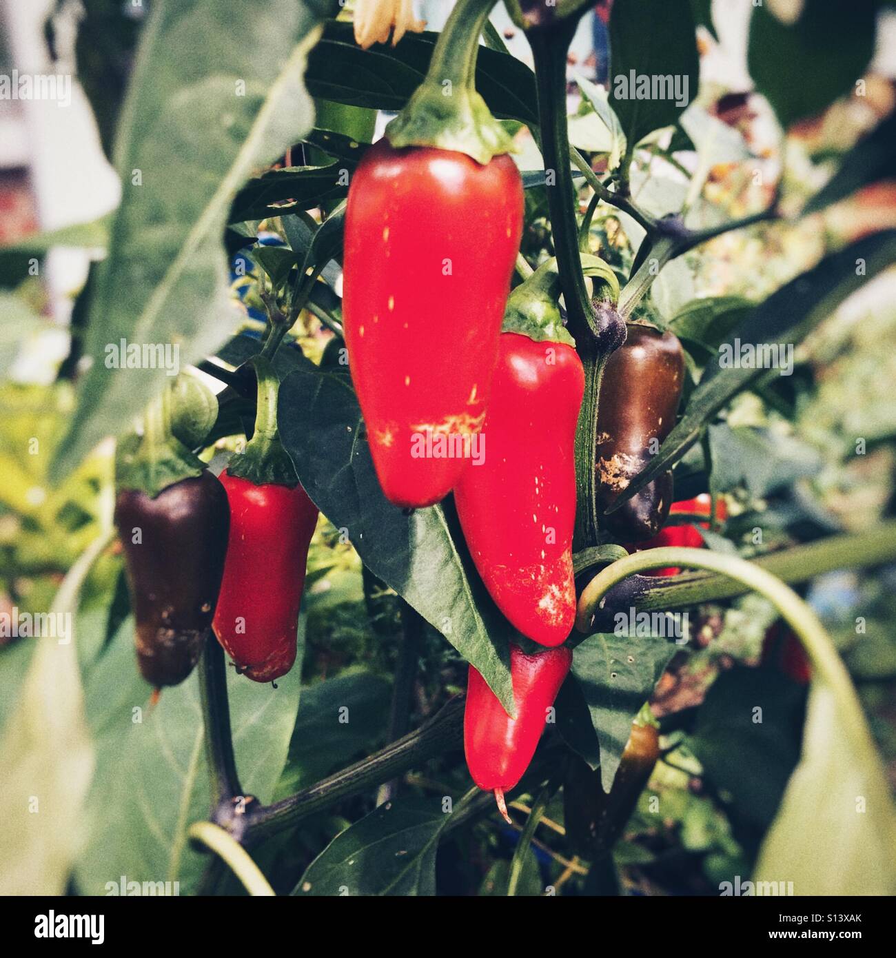 Jalapeño chili pepper bush - Smartphone Captured Stock Image