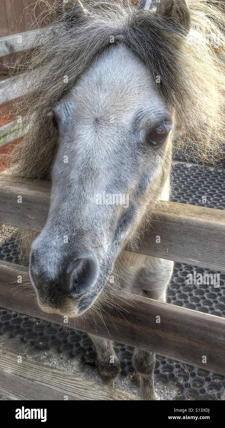 Falabella miniature horse, close up Stock Photo