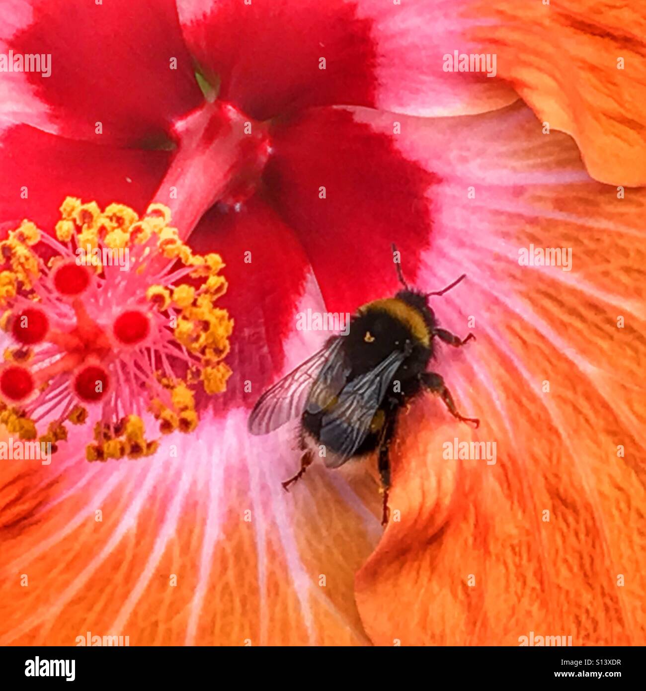 Honeybee in a hibiscus flower Stock Photo Alamy