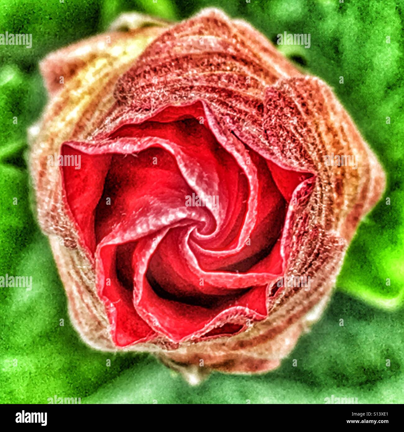 Hibiscus flower bud, beginning to open - Smartphone Captured Stock Image