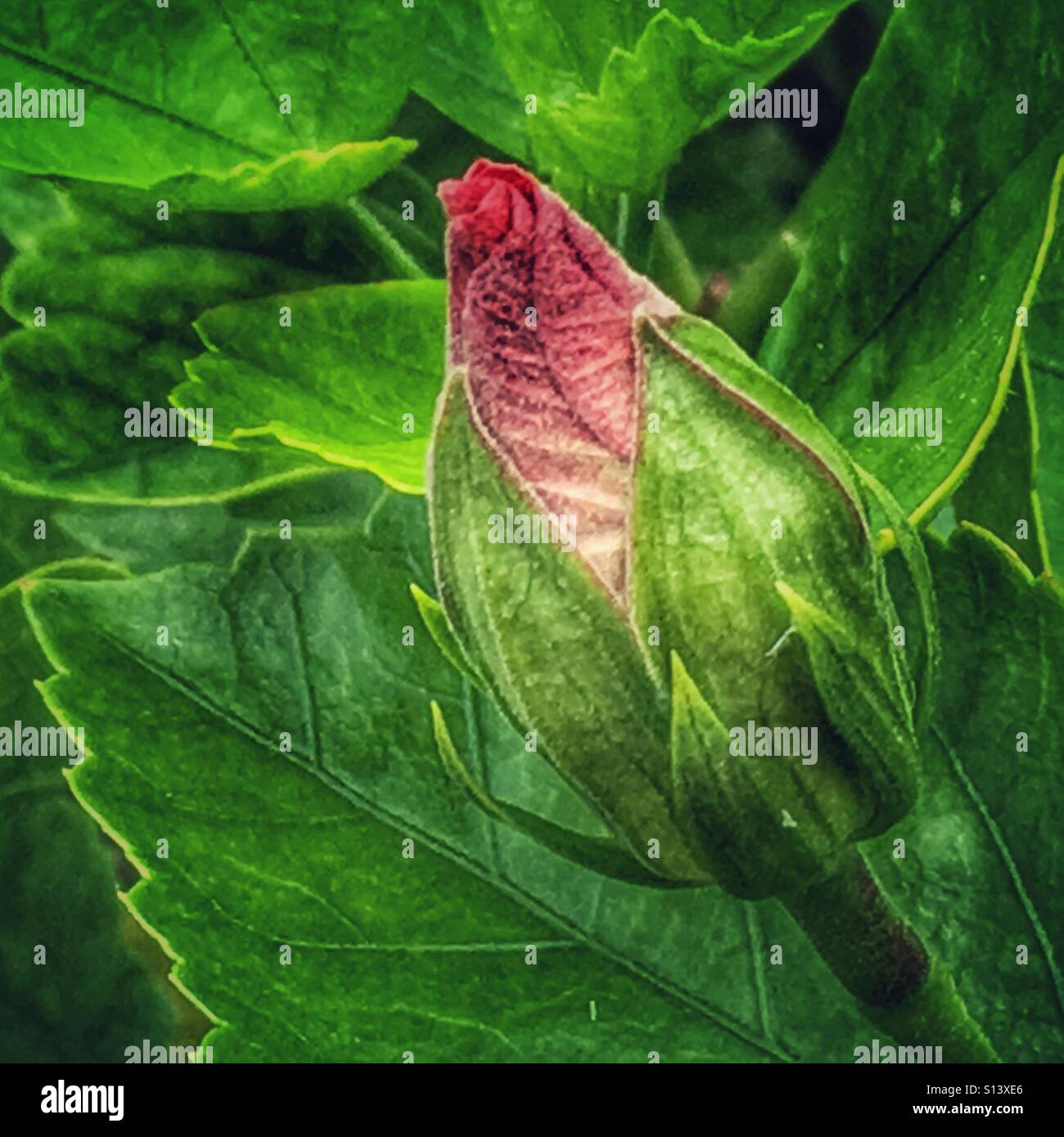 Hibiscus flower bud - Smartphone Captured Stock Image