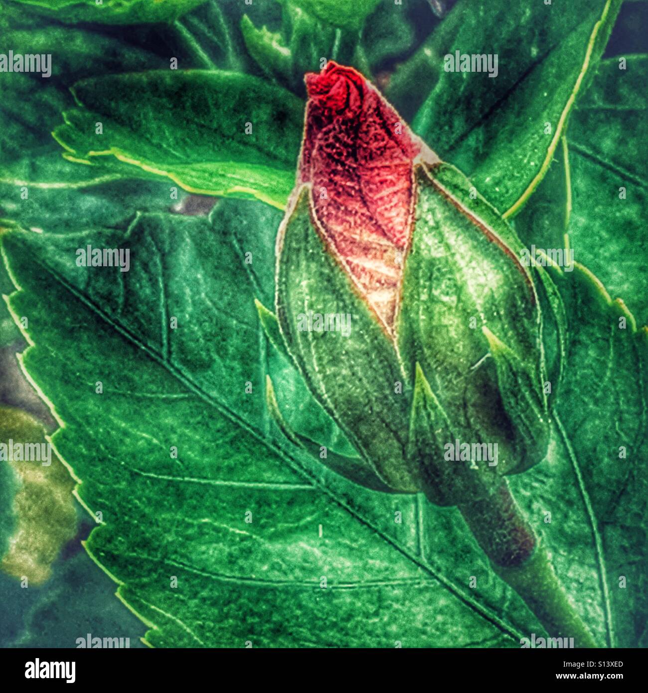 Hibiscus flower bud - Smartphone Captured Stock Image