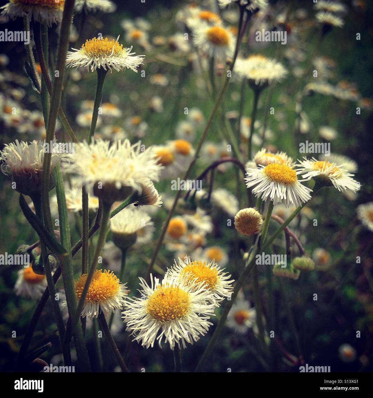 Yellow daisy flowers Stock Photo - Alamy