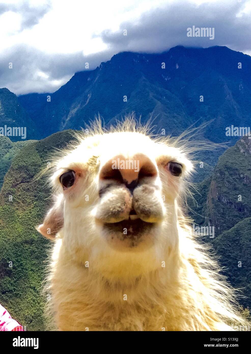 A cute llama Stock Photo