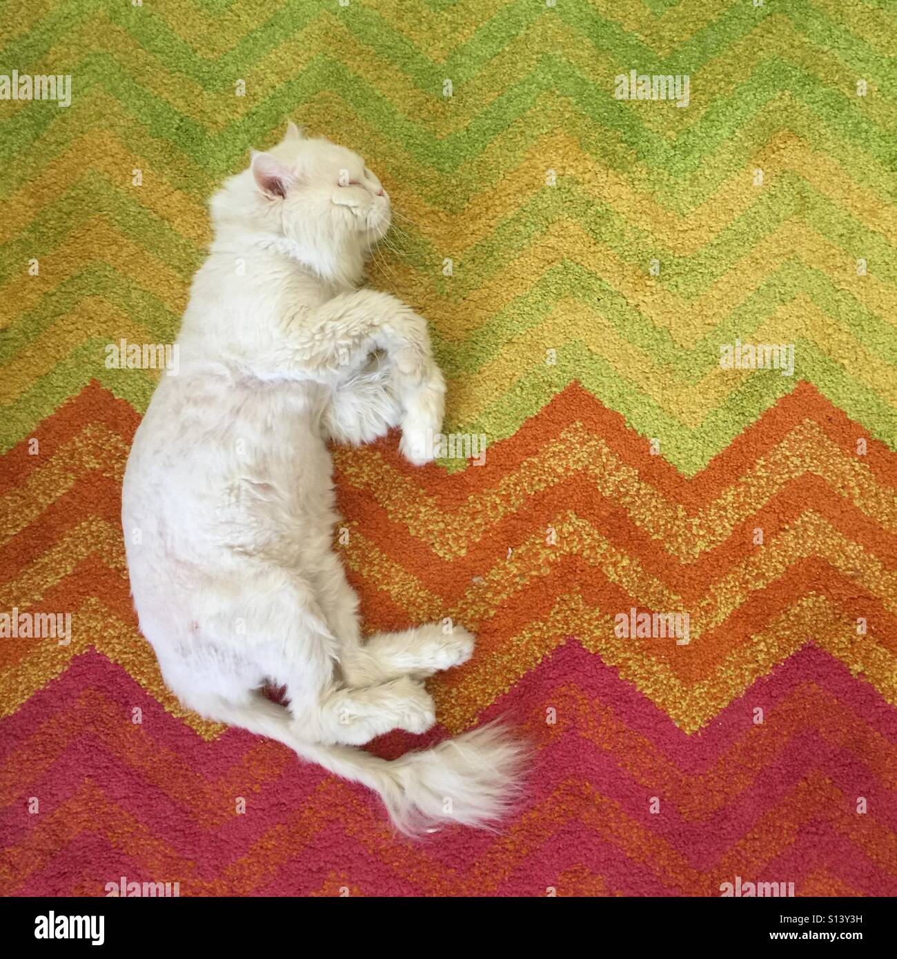 Cat sleeping on carpet Stock Photo Alamy