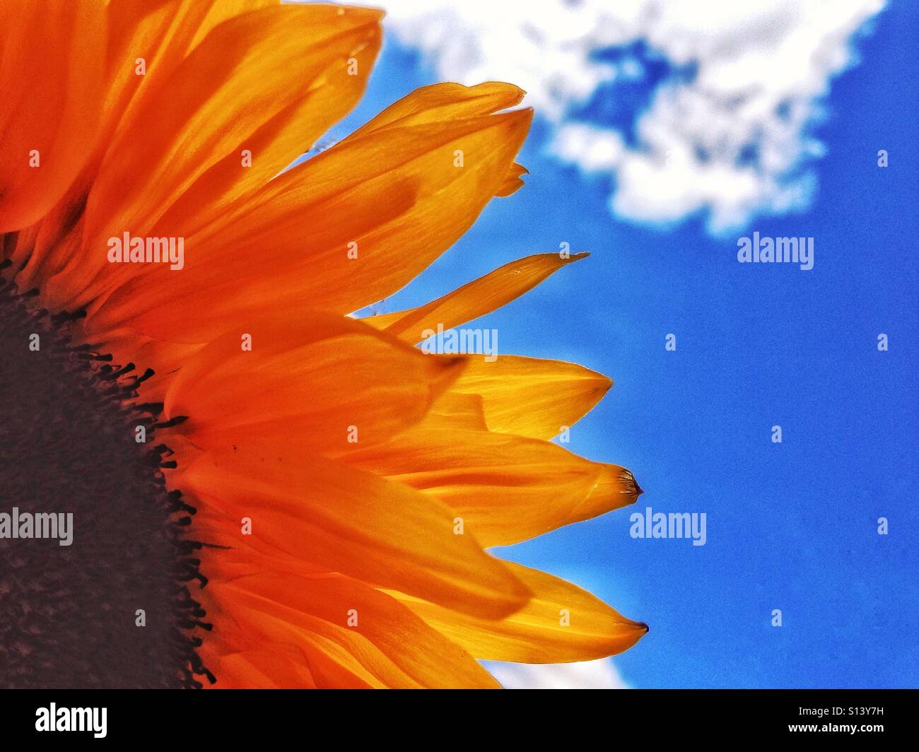 Sunflower and blue sky. - Smartphone Captured Stock Image