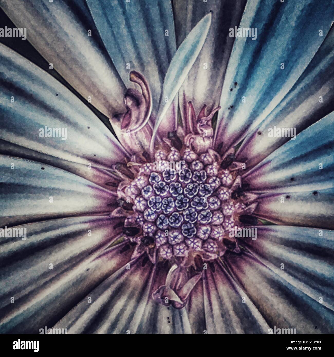 Osteospermum, or African Daisy. - Smartphone Captured Stock Image