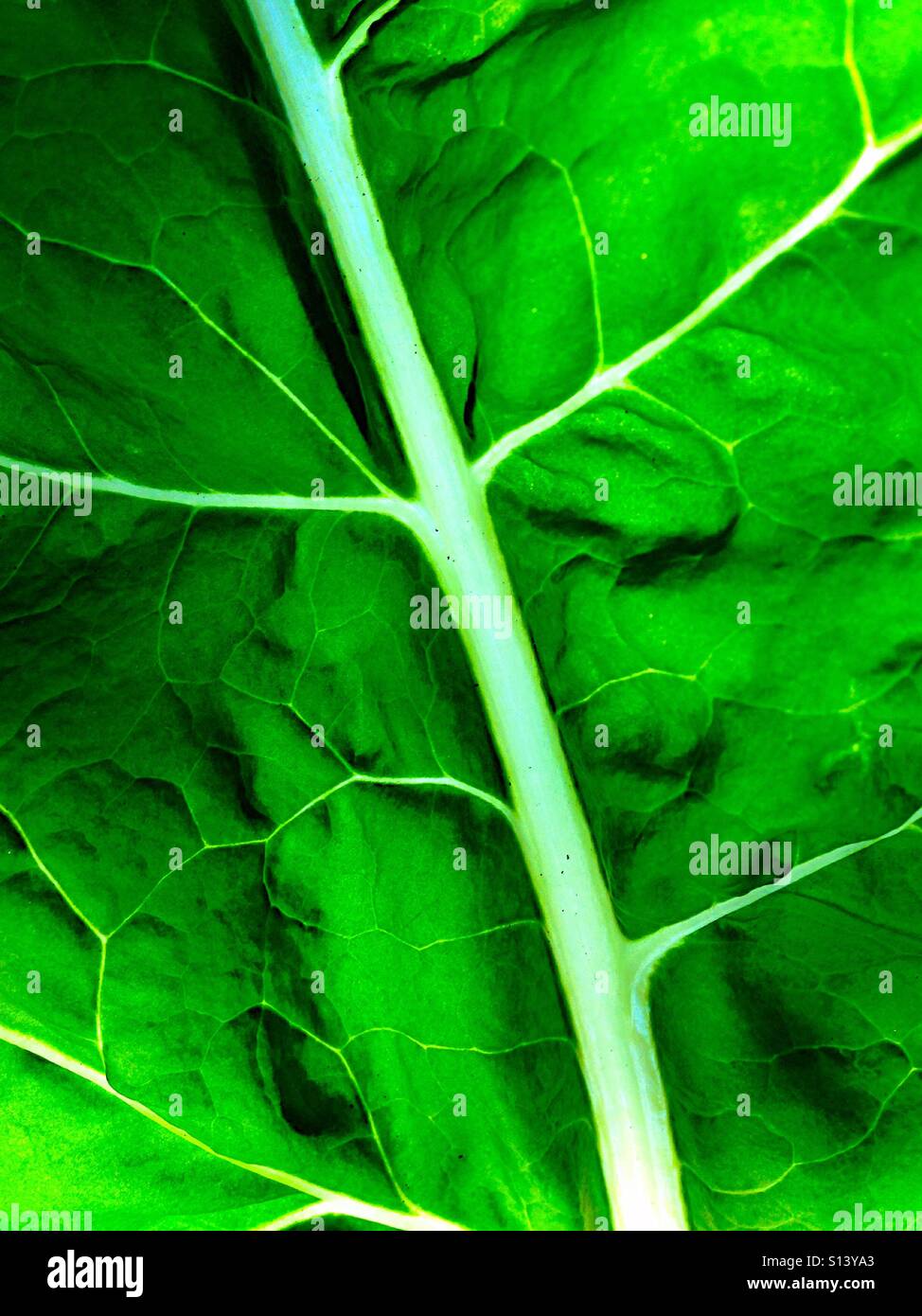 Swiss chard leaf close-up - Smartphone Captured Stock Image