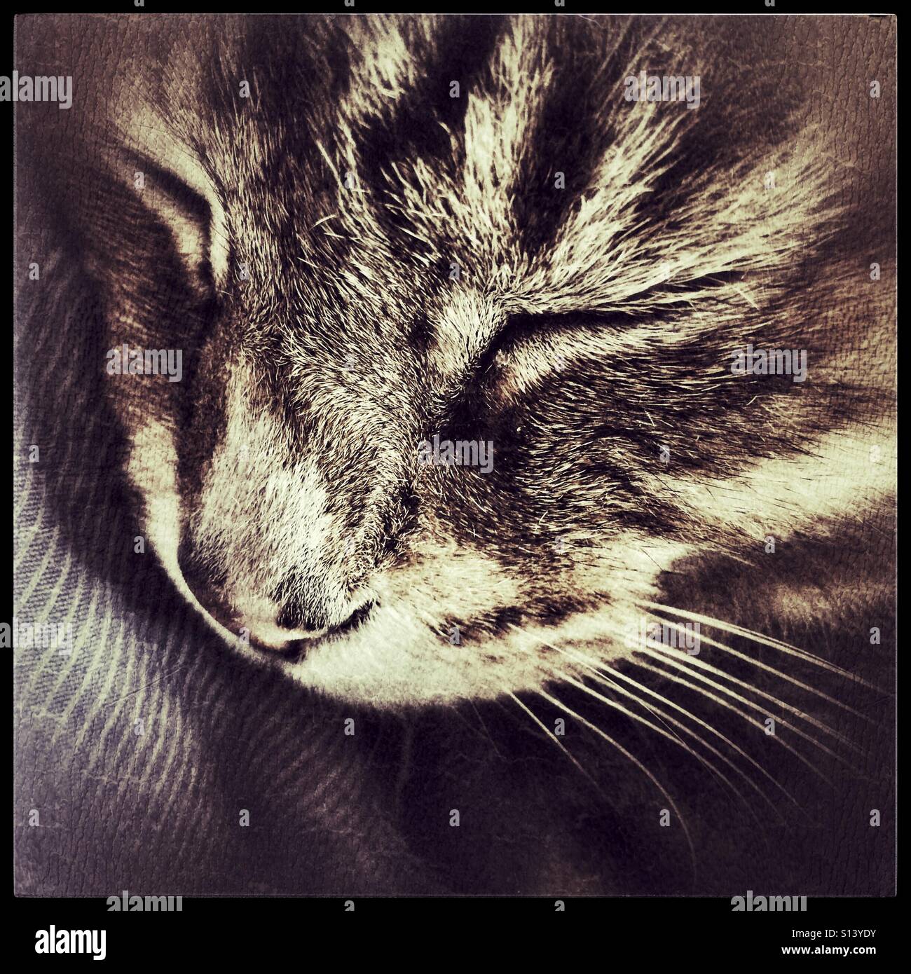 Close up of sleeping cat. - Smartphone Captured Stock Image
