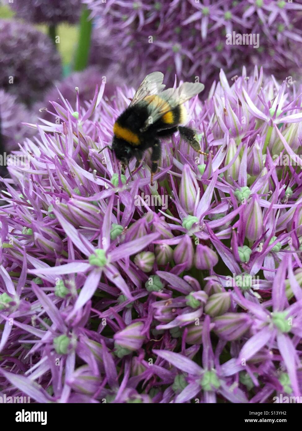 Bee on allium Stock Photo