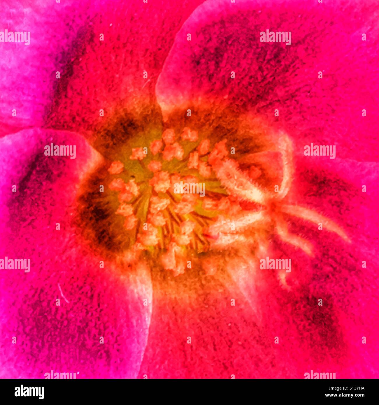 Portulaca oleracea, close up - Smartphone Captured Stock Image