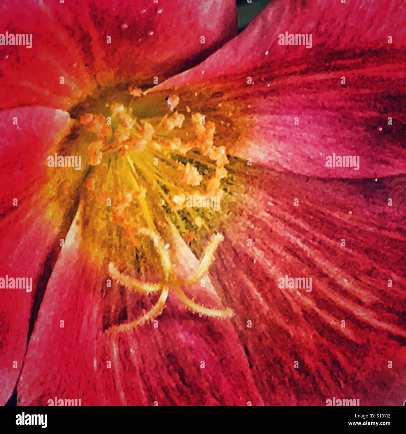 Flower, close up - Smartphone Captured Stock Image