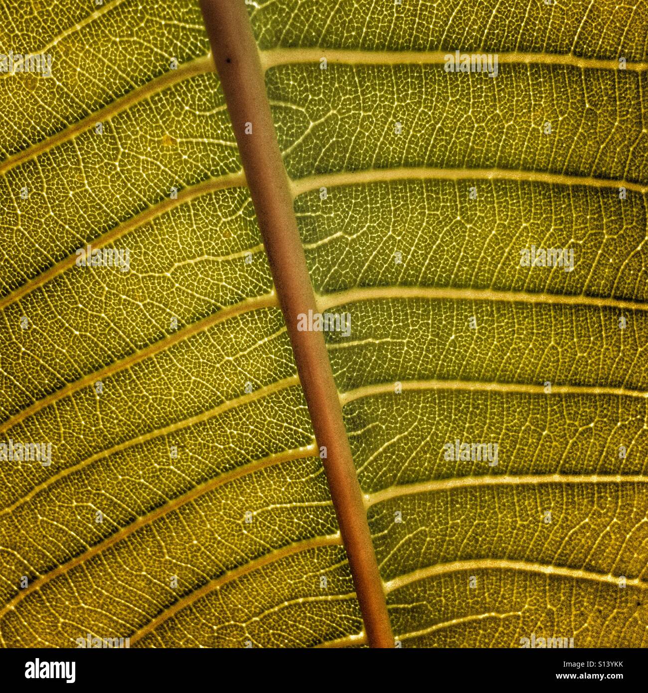 Frangipani leaf, close up - Smartphone Captured Stock Image