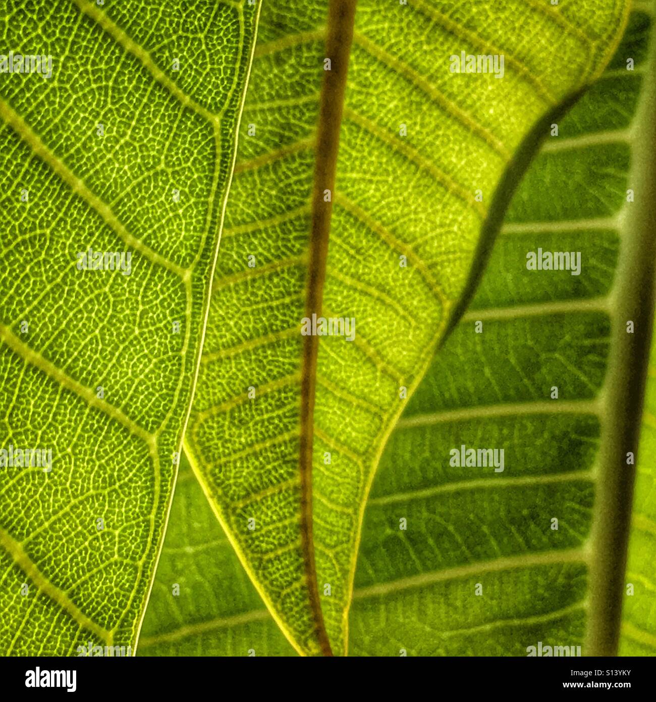 Frangipani leaf, backlit - Smartphone Captured Stock Image