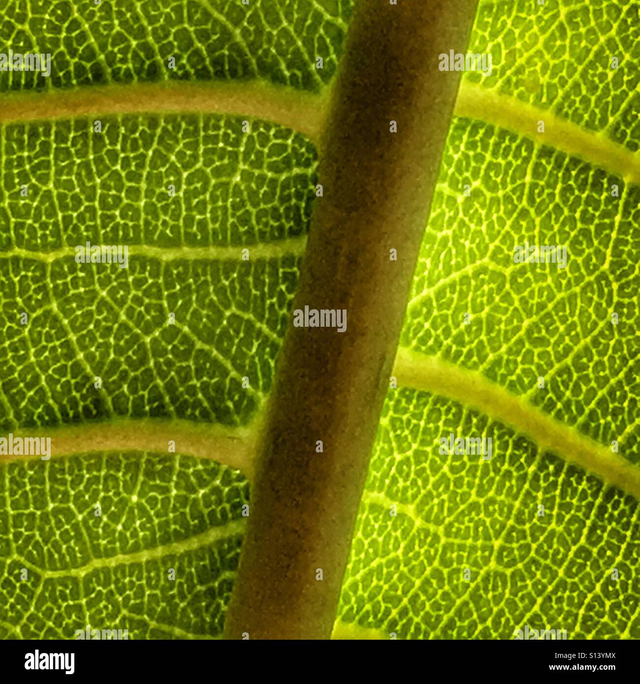 Frangipani leaf, backlit by sunlight - Smartphone Captured Stock Image