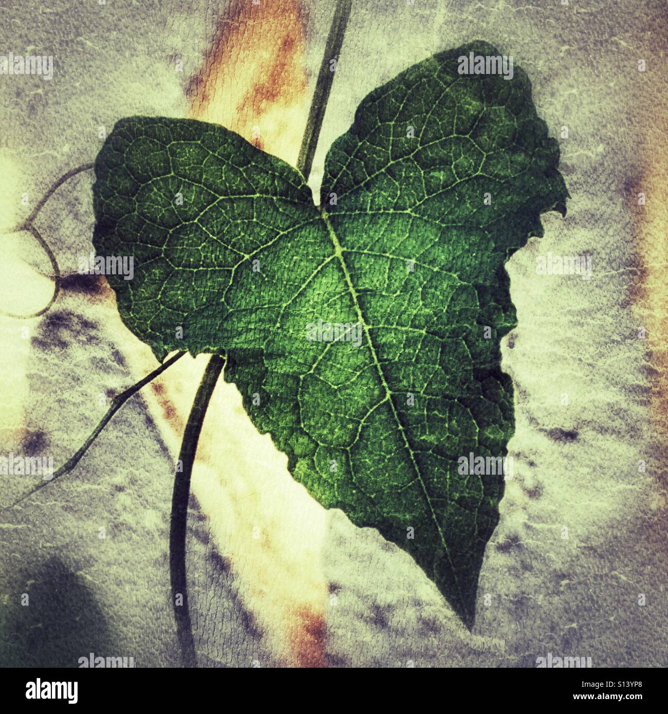 Heart shaped leaf, Honolulu vine. Stock Photo