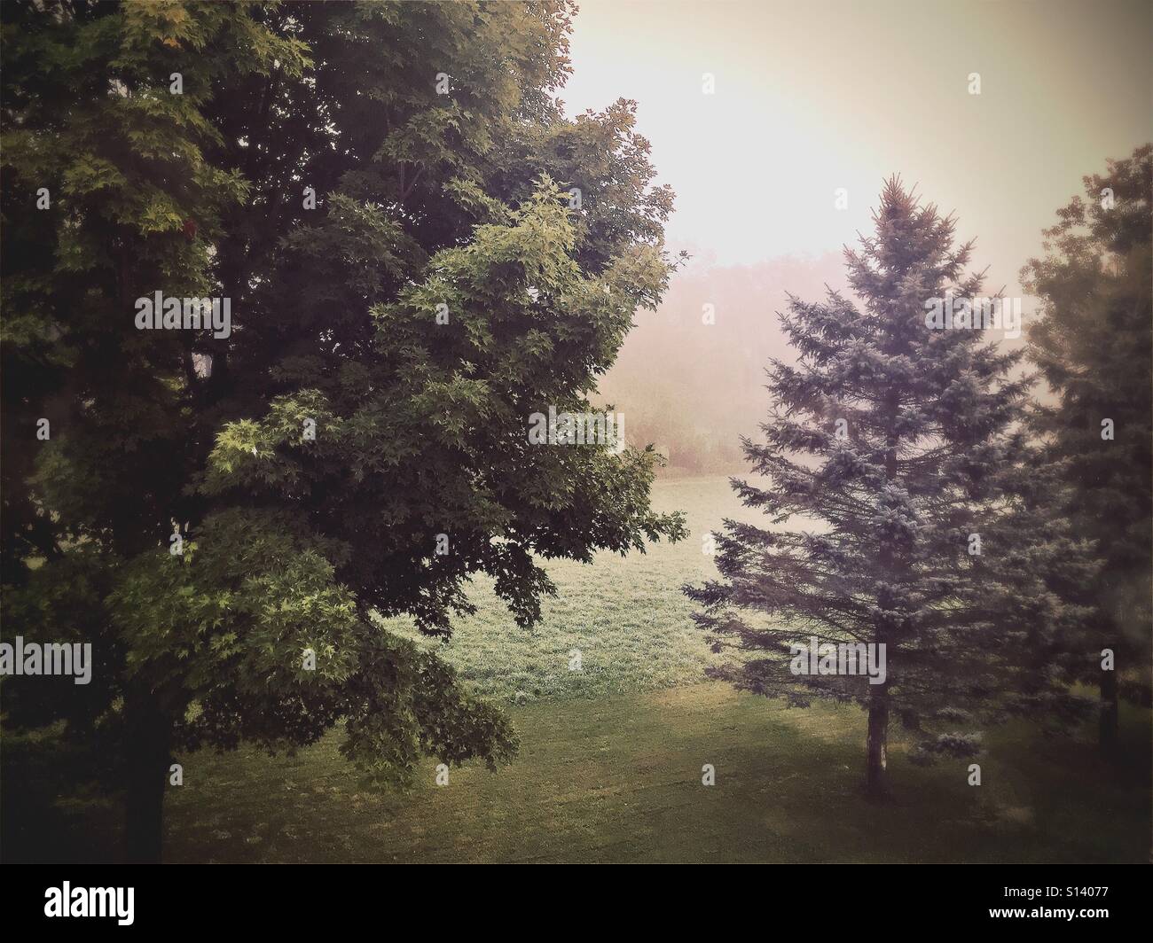 Trees tree nature hi-res stock photography and images - Alamy
