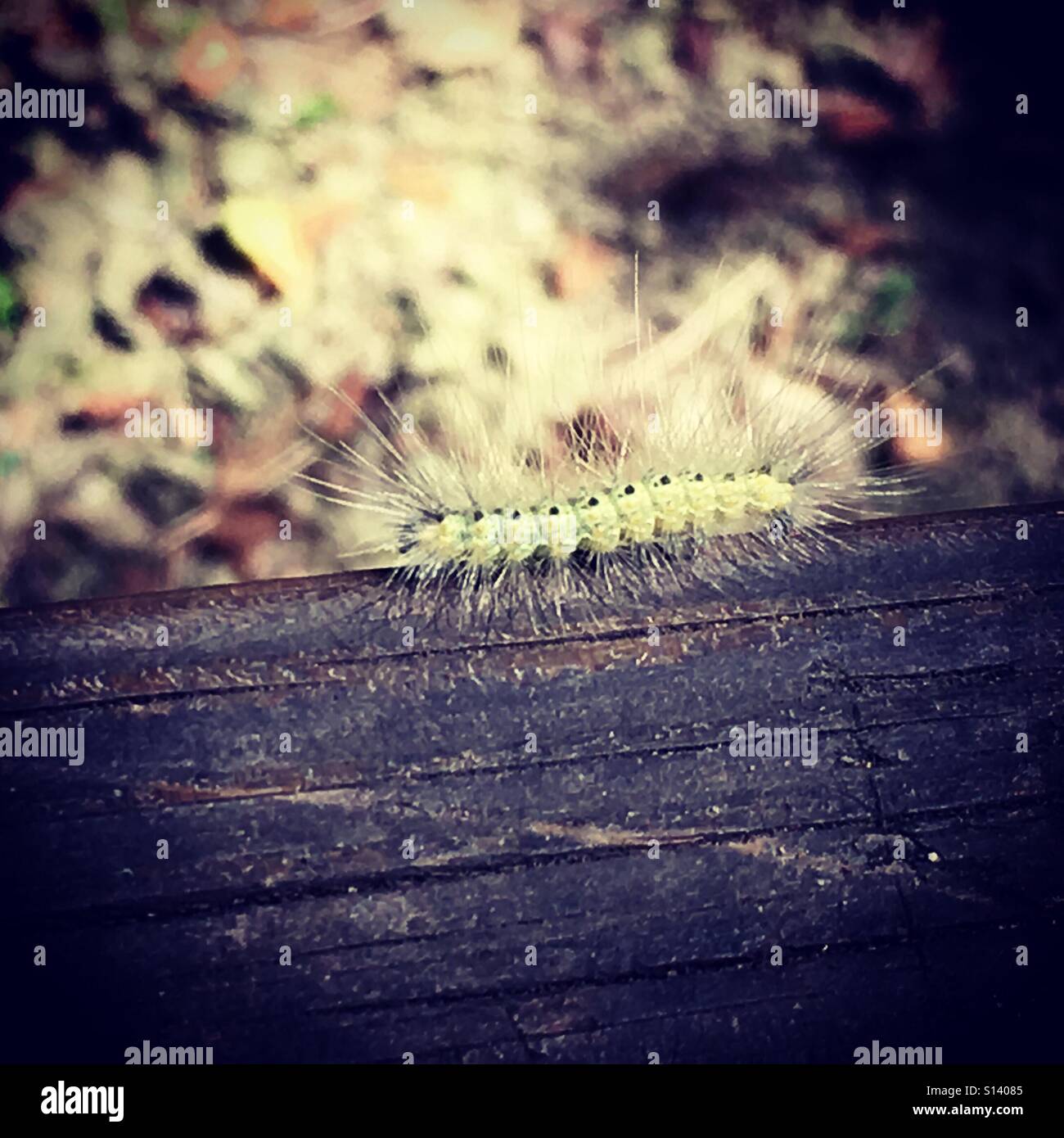 Caterpillar at the nature preserve in Columbus Ohio Stock Photo