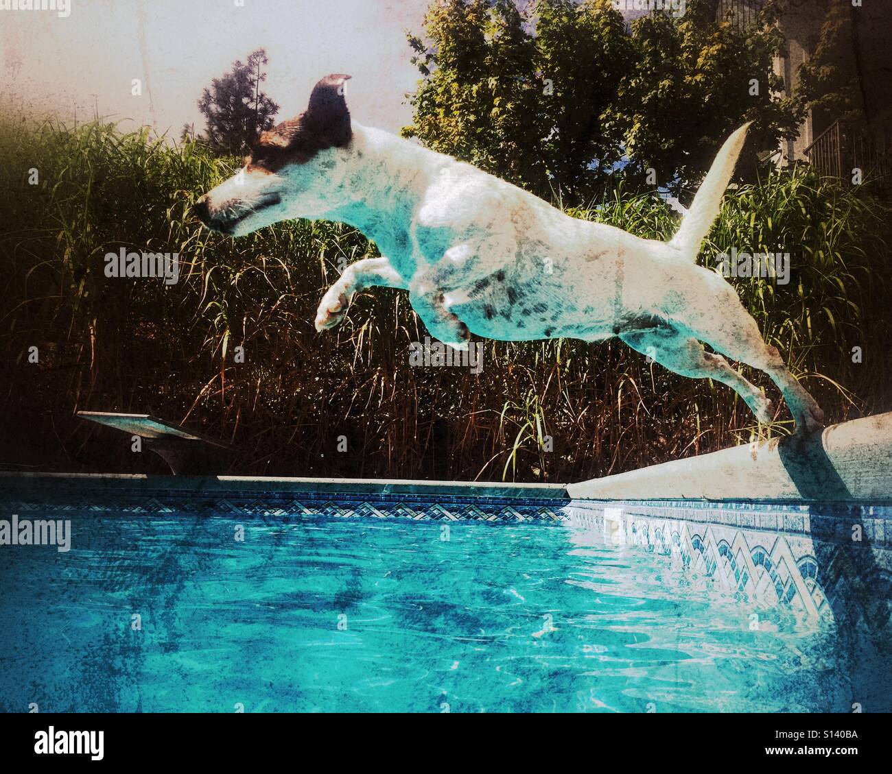 Dog in motion jumping into swimming pool on a sunny summer day. - Smartphone Captured Stock Image