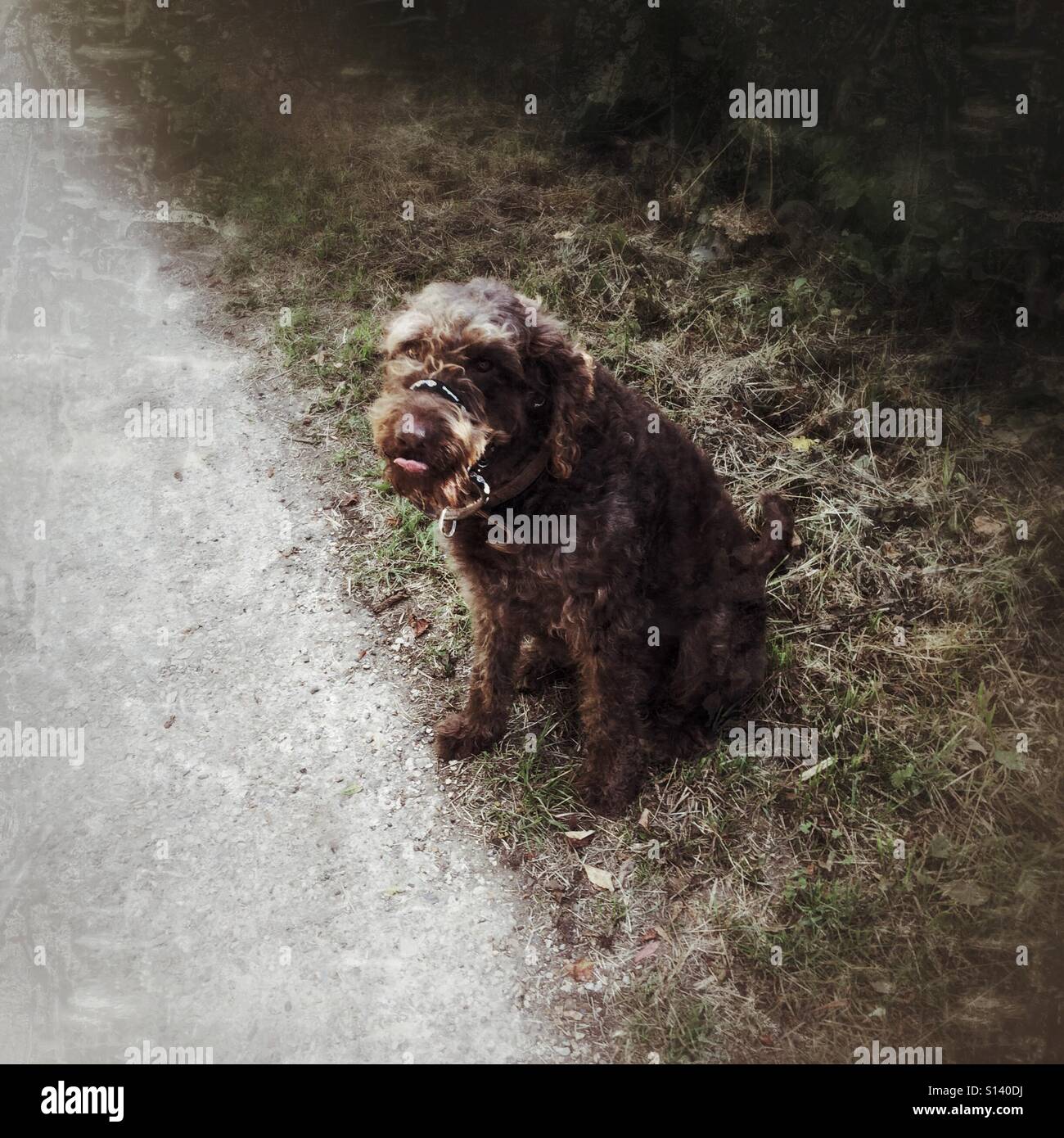 Chocolate brown Labradoodle dog - Smartphone Captured Stock Image