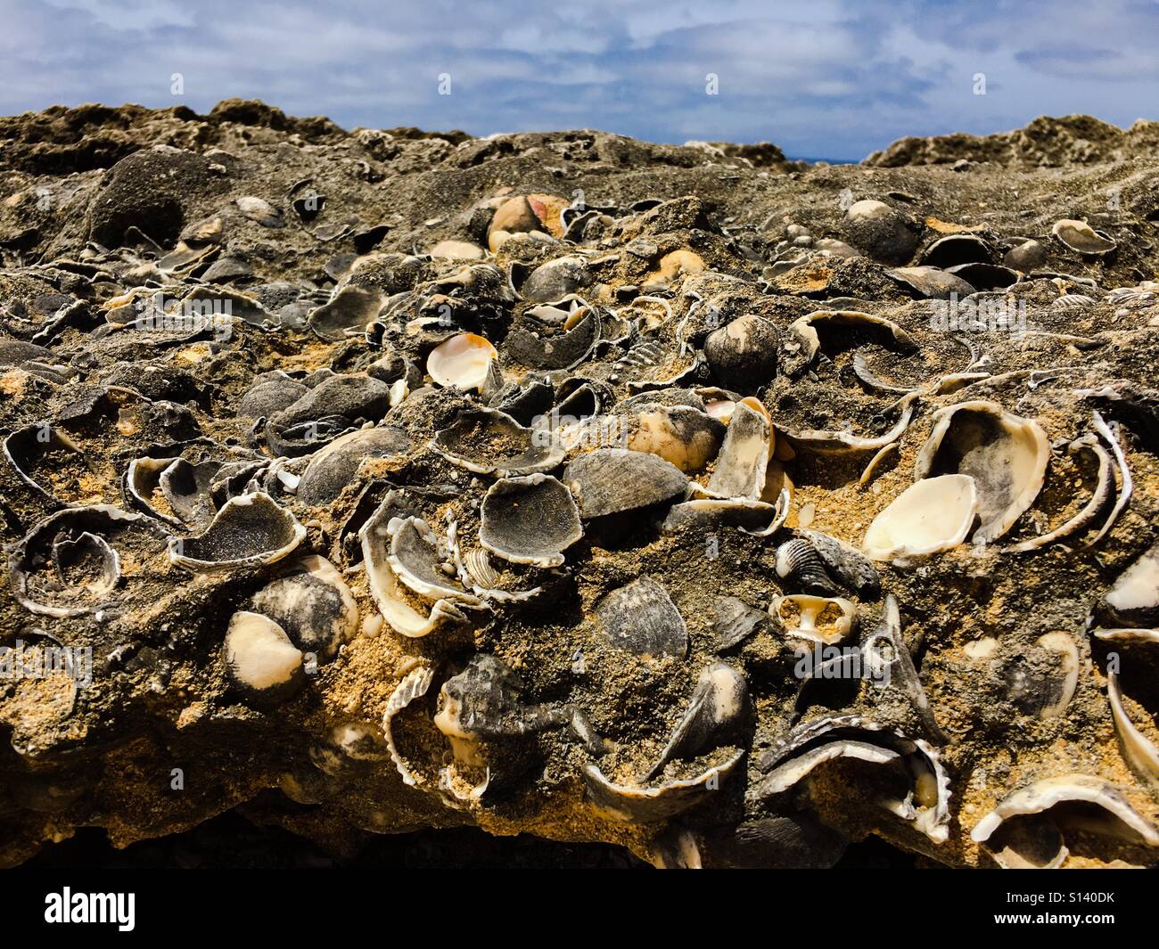 Fossilised rock Stock Photo