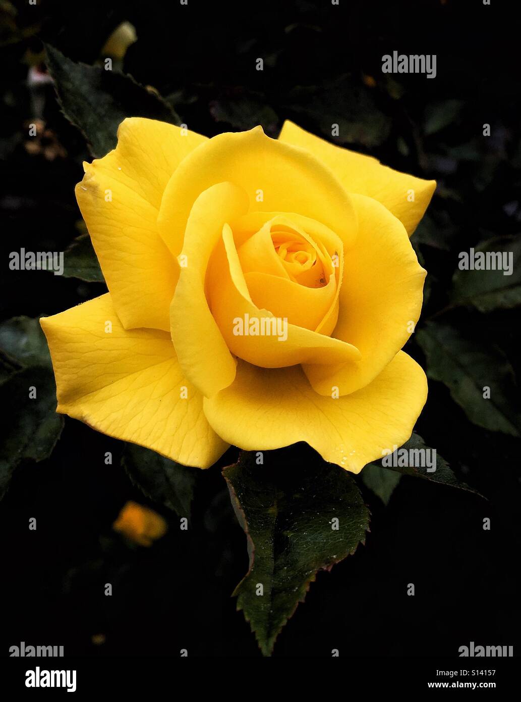 Yellow rose in full bloom Stock Photo