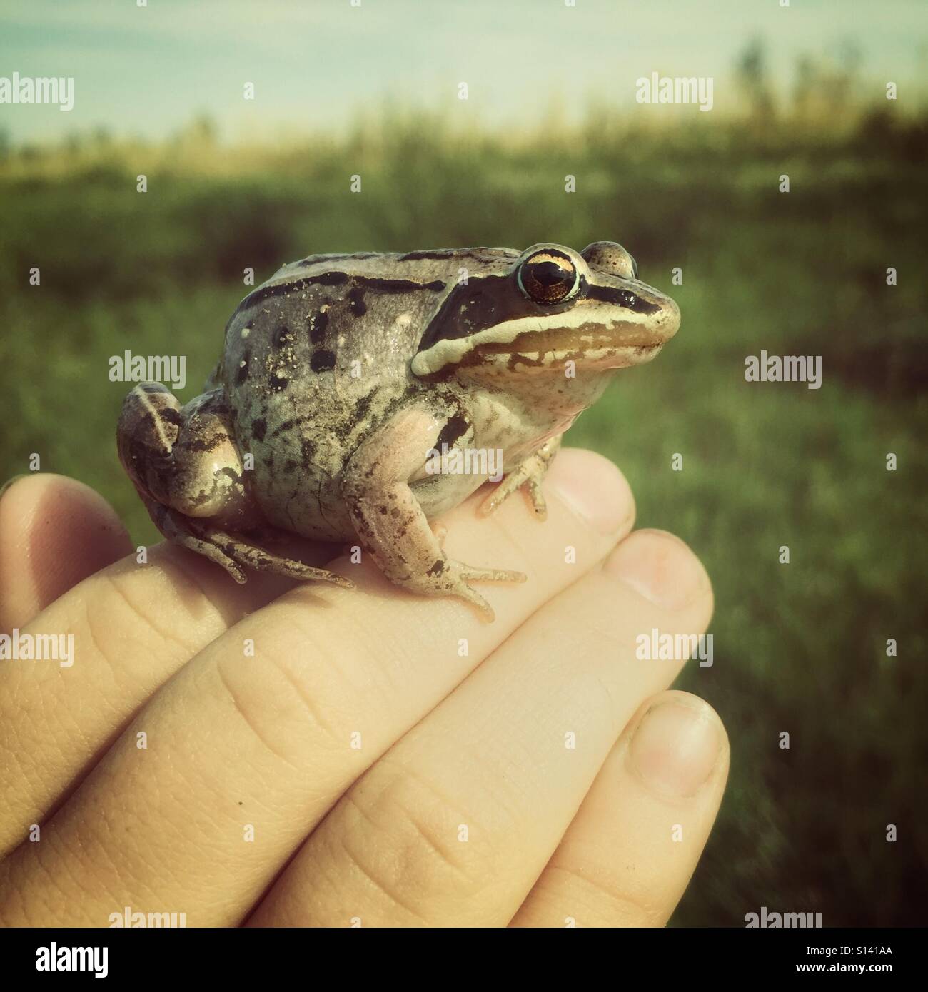 Boy frog catch hi-res stock photography and images - Alamy