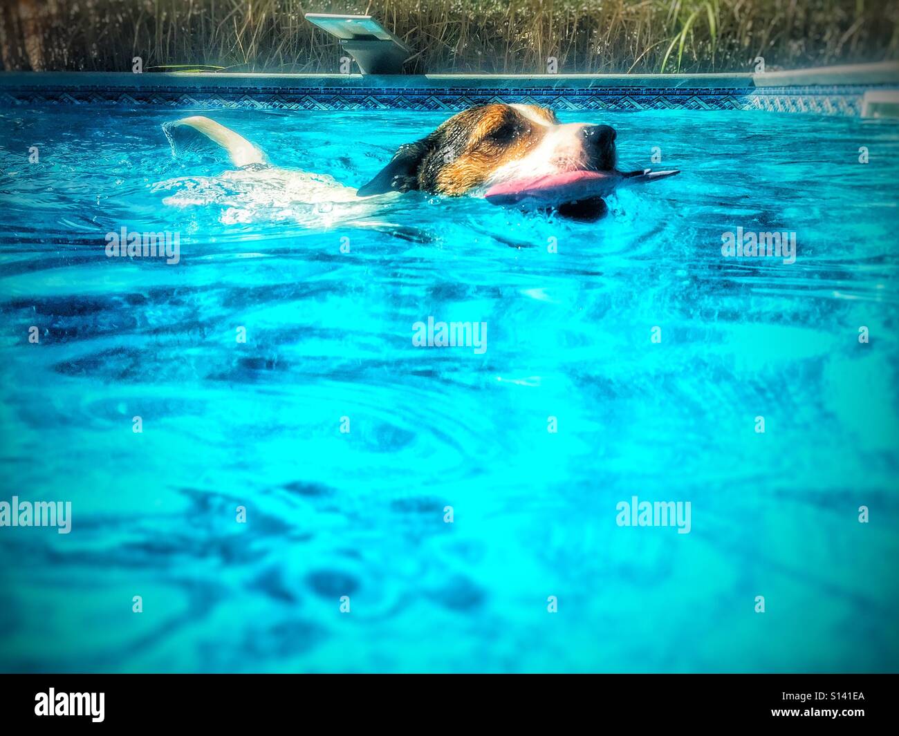 Low angle view of a Jack Russell Terrier dog swimming in backyard swimming pool while carrying a toy fish in her mouth - Smartphone Captured Stock Image