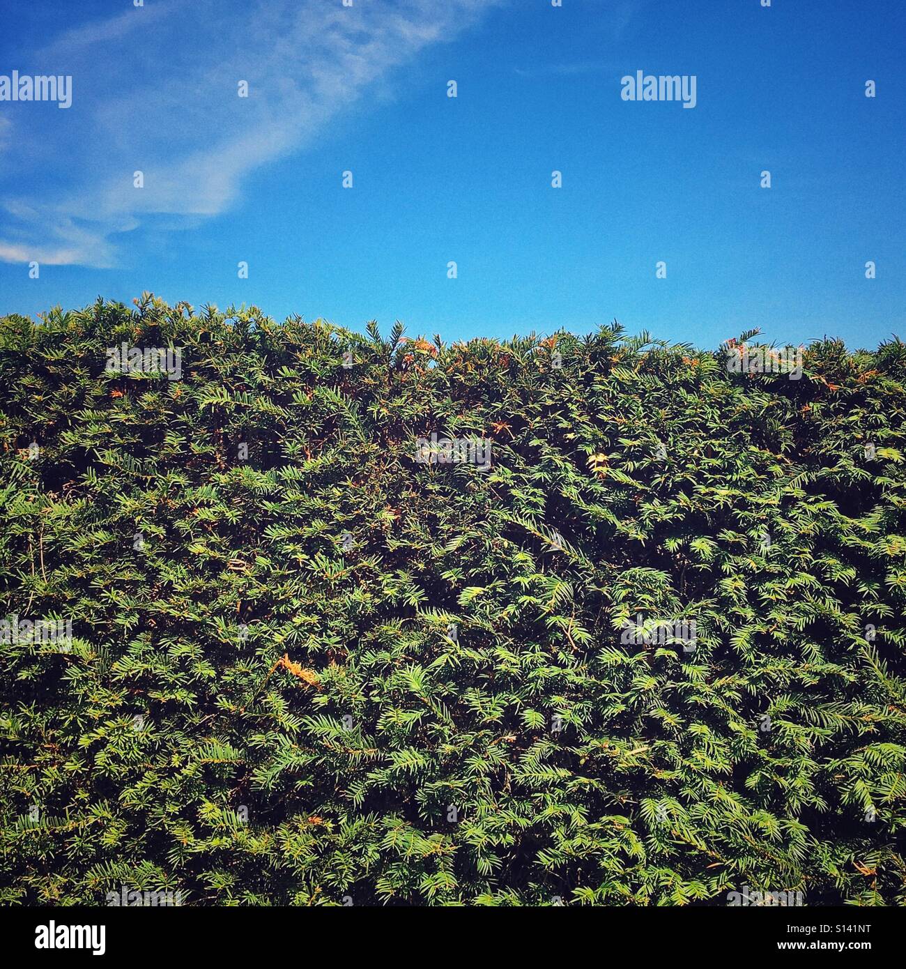 Hedge Stock Photo - Alamy