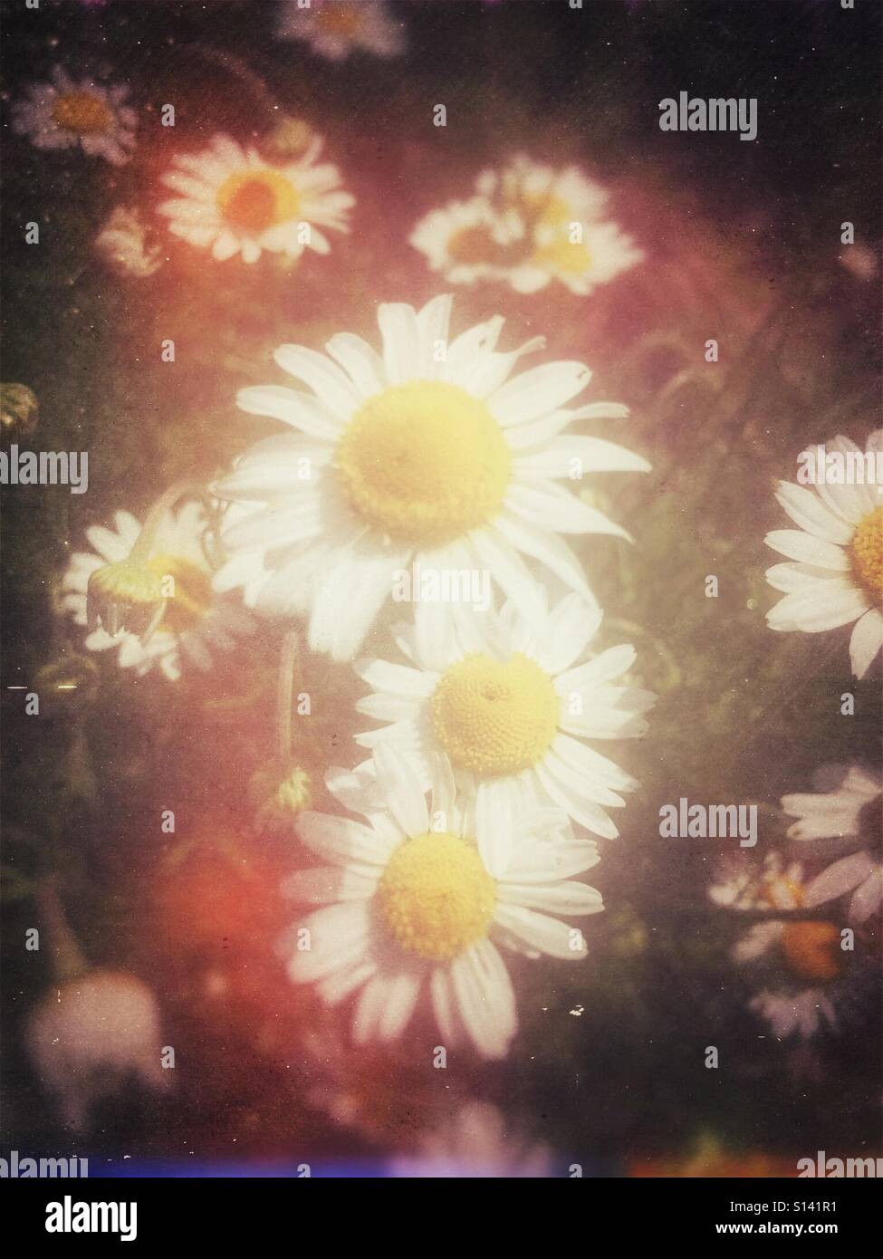White daisies close up England UK United Kingdom GB Great Britain - Smartphone Captured Stock Image