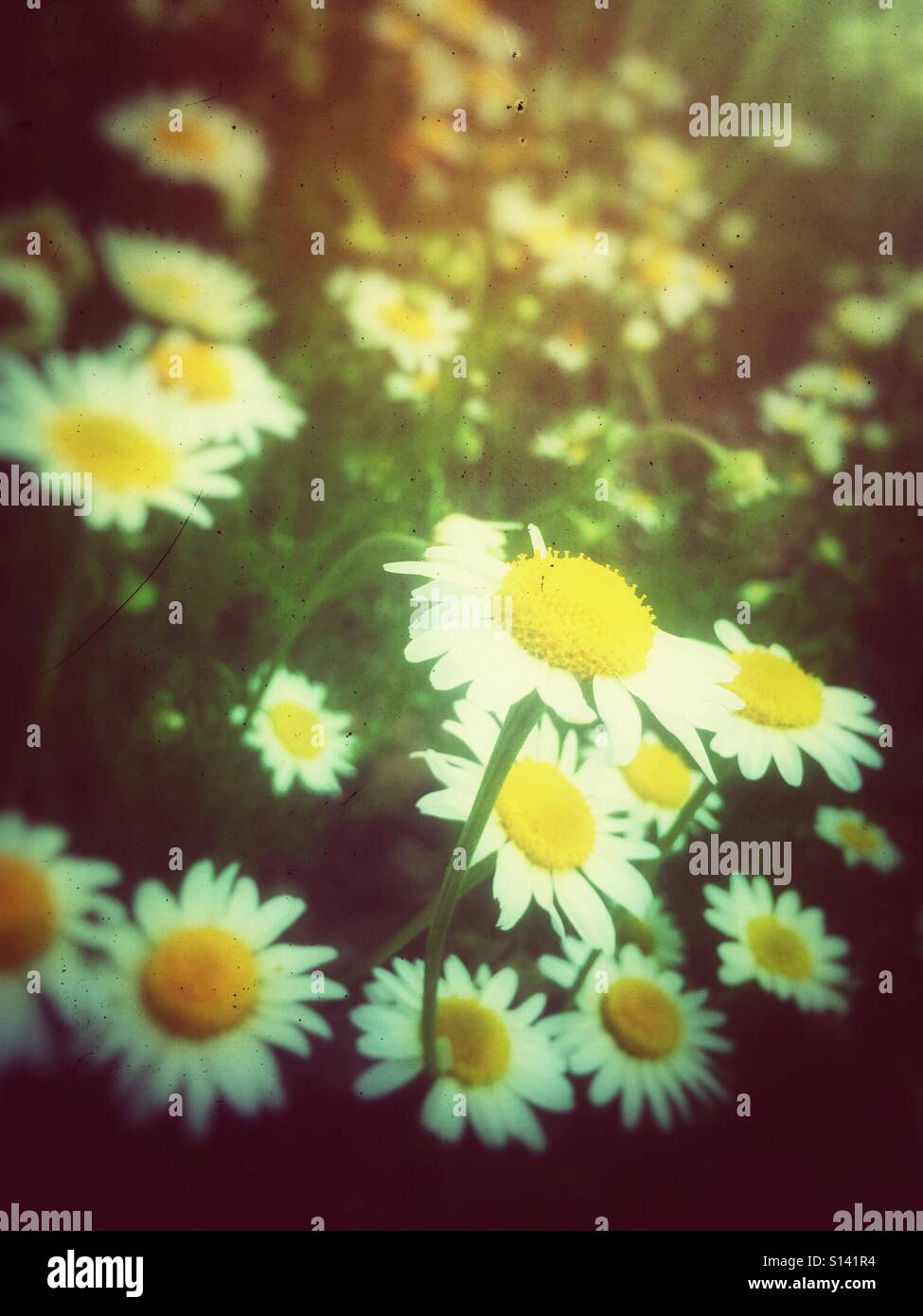 White daisies close up England UK United Kingdom GB Great Britain - Smartphone Captured Stock Image