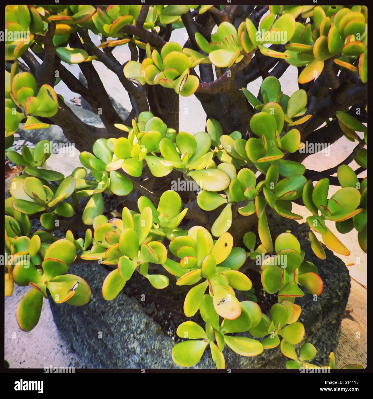 Jade tree hires stock photography and images Alamy