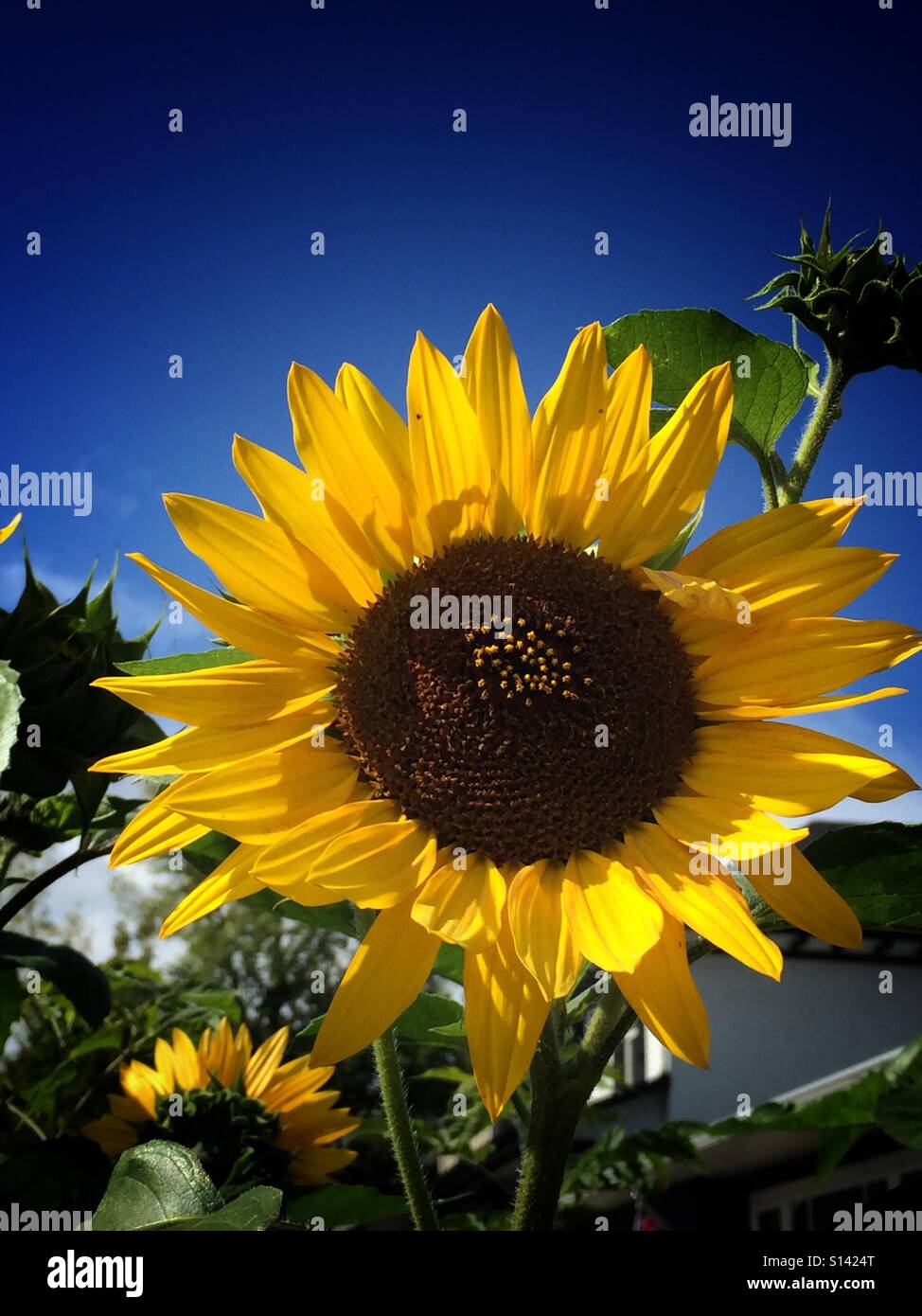 Sunflower  and blue sky - Smartphone Captured Stock Image