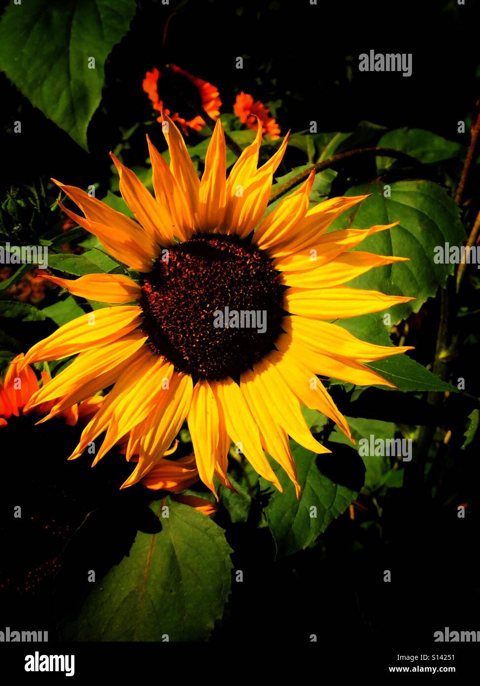 Sunflower patch - Smartphone Captured Stock Image
